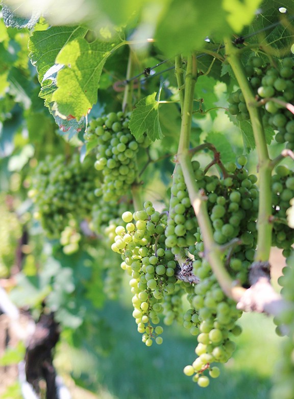 Summer 2020: Vineyard Update - Virginia Wine Blog