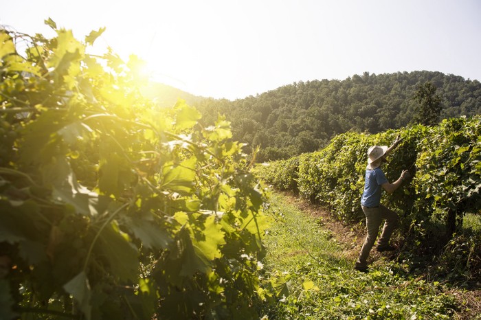 A Guide to Spending Summer in Virginia Wine Country - Virginia Wine Blog