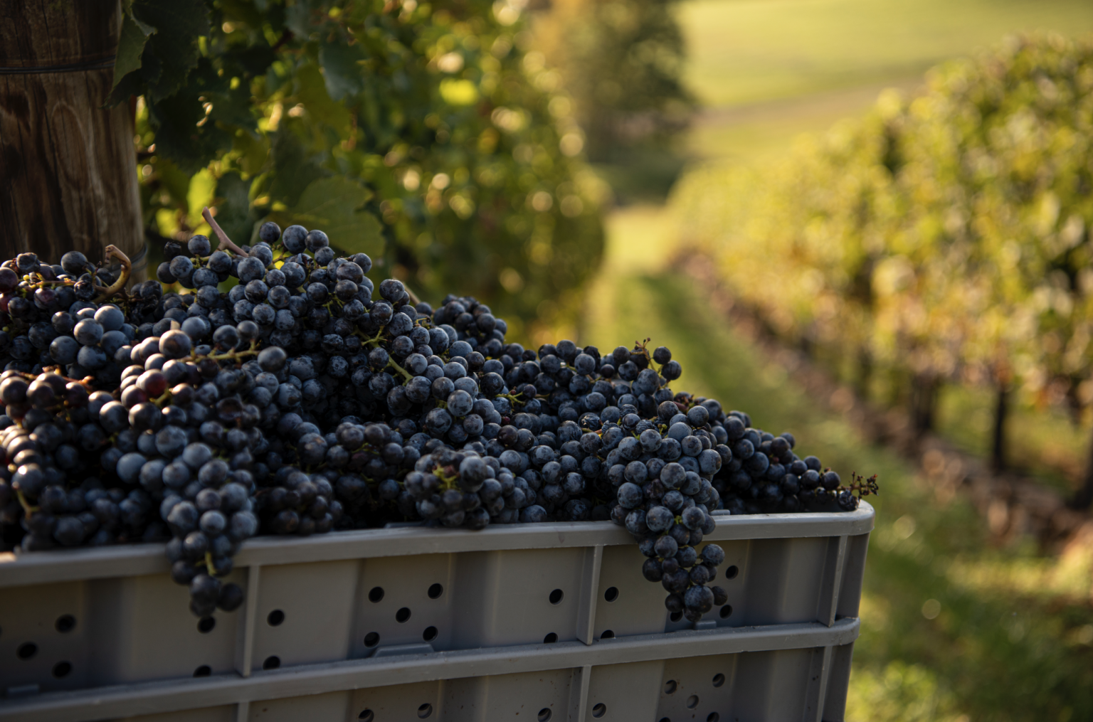 Your Guide to Planning the Ultimate Virginia Wine Getaway Virginia