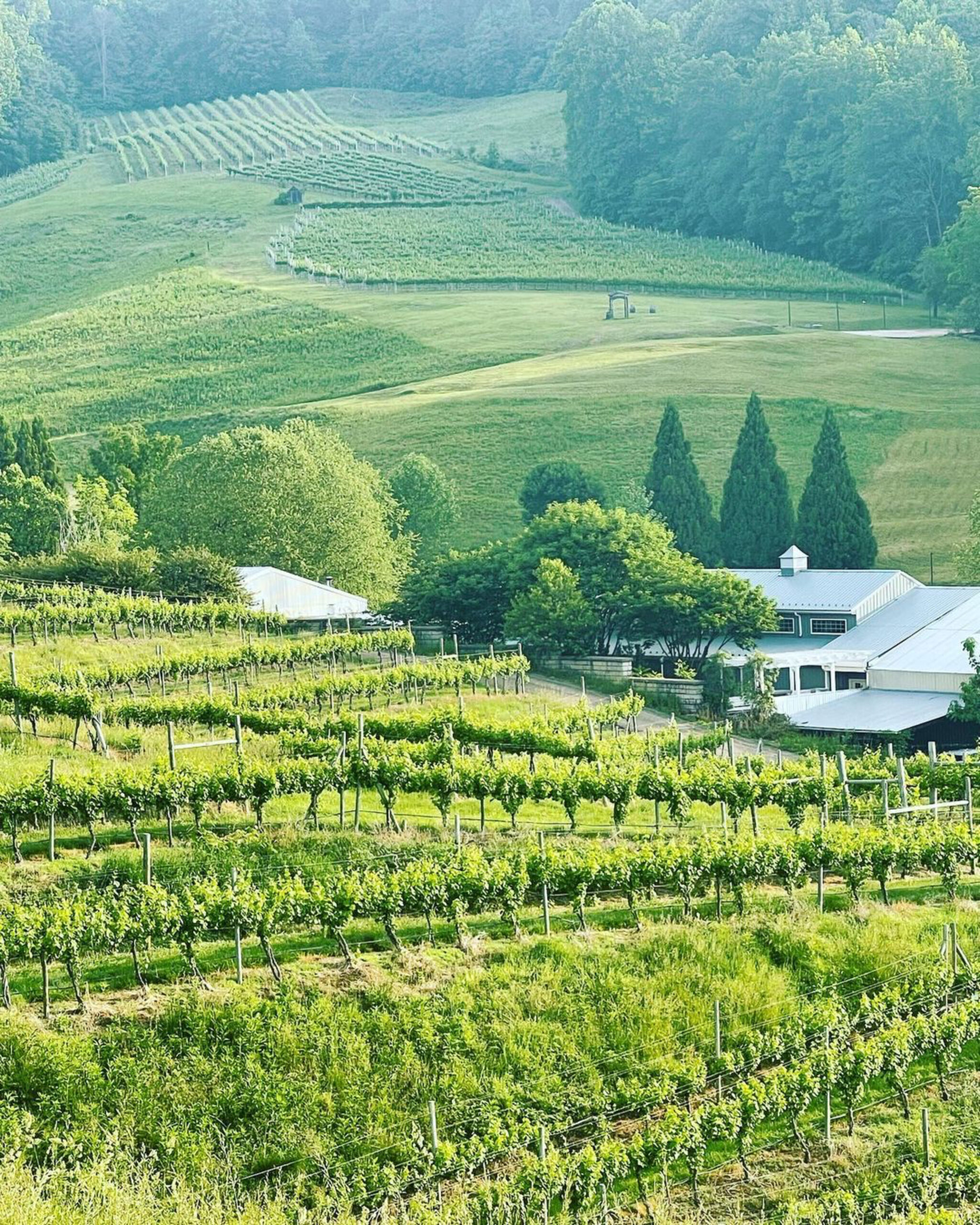 A Look at What's Happening in Virginia's Vineyards