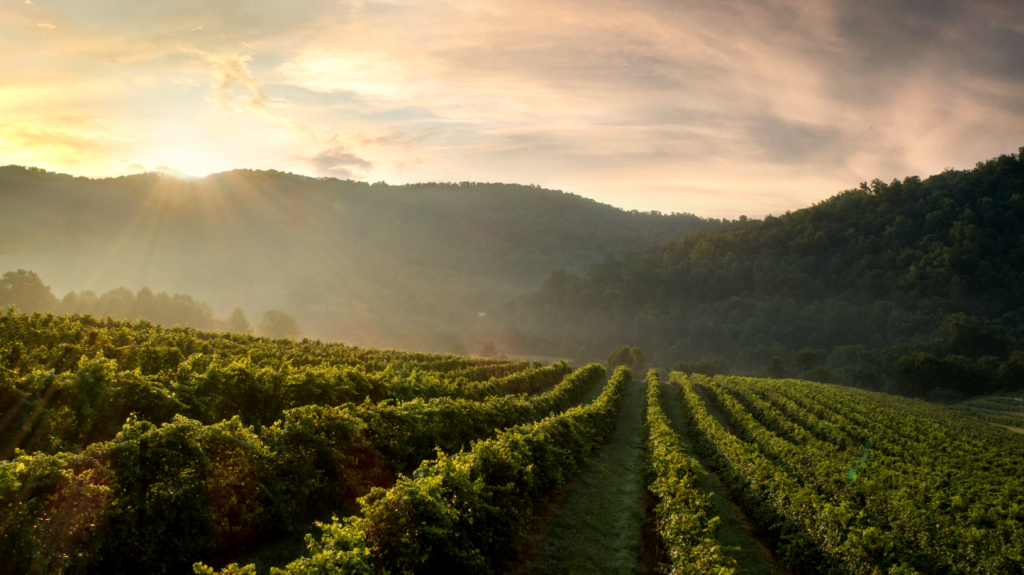 Virginia is home to Wine Region of the Year - Virginia Wine Blog