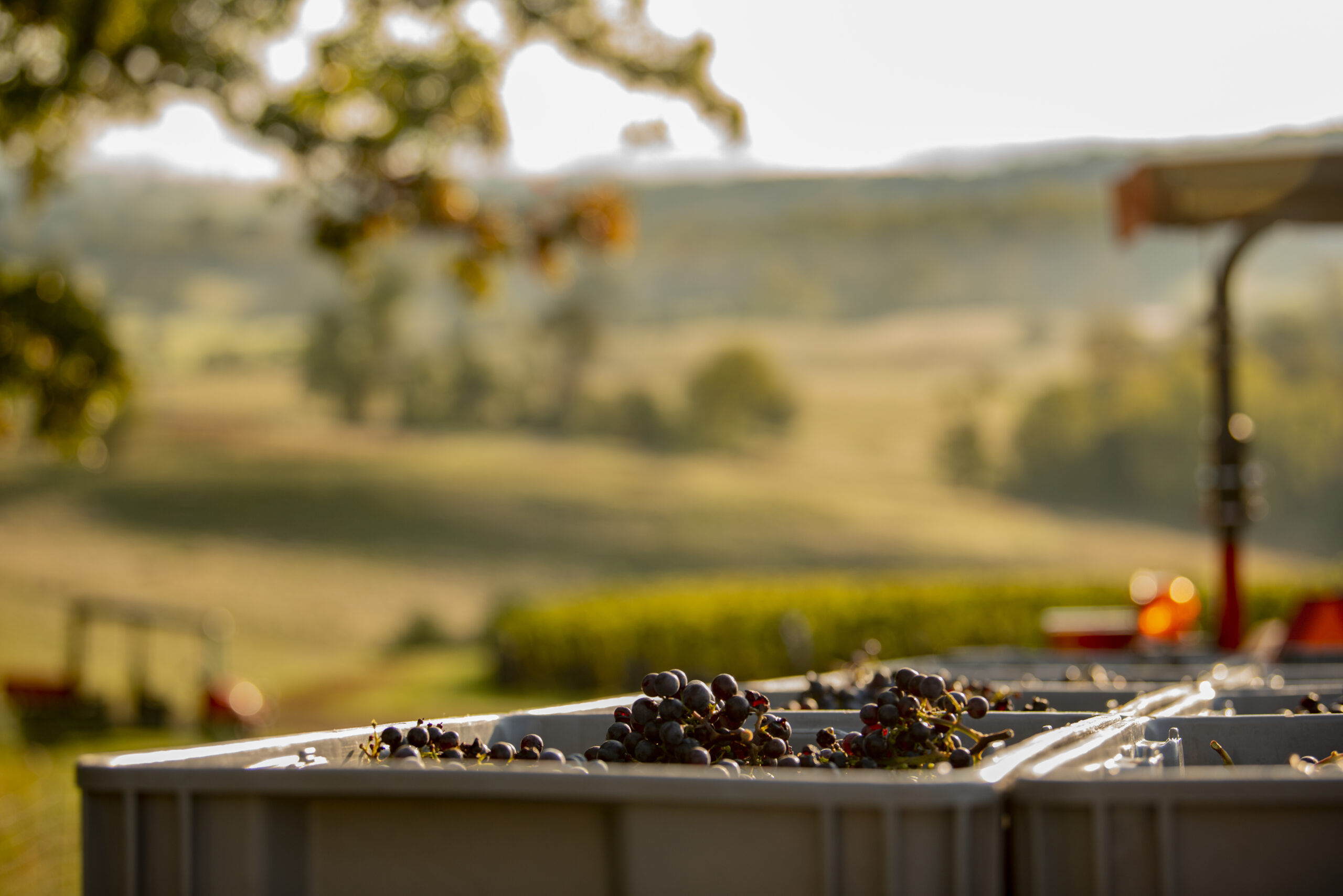 A Toast to October in Virginia - Virginia Wine Blog