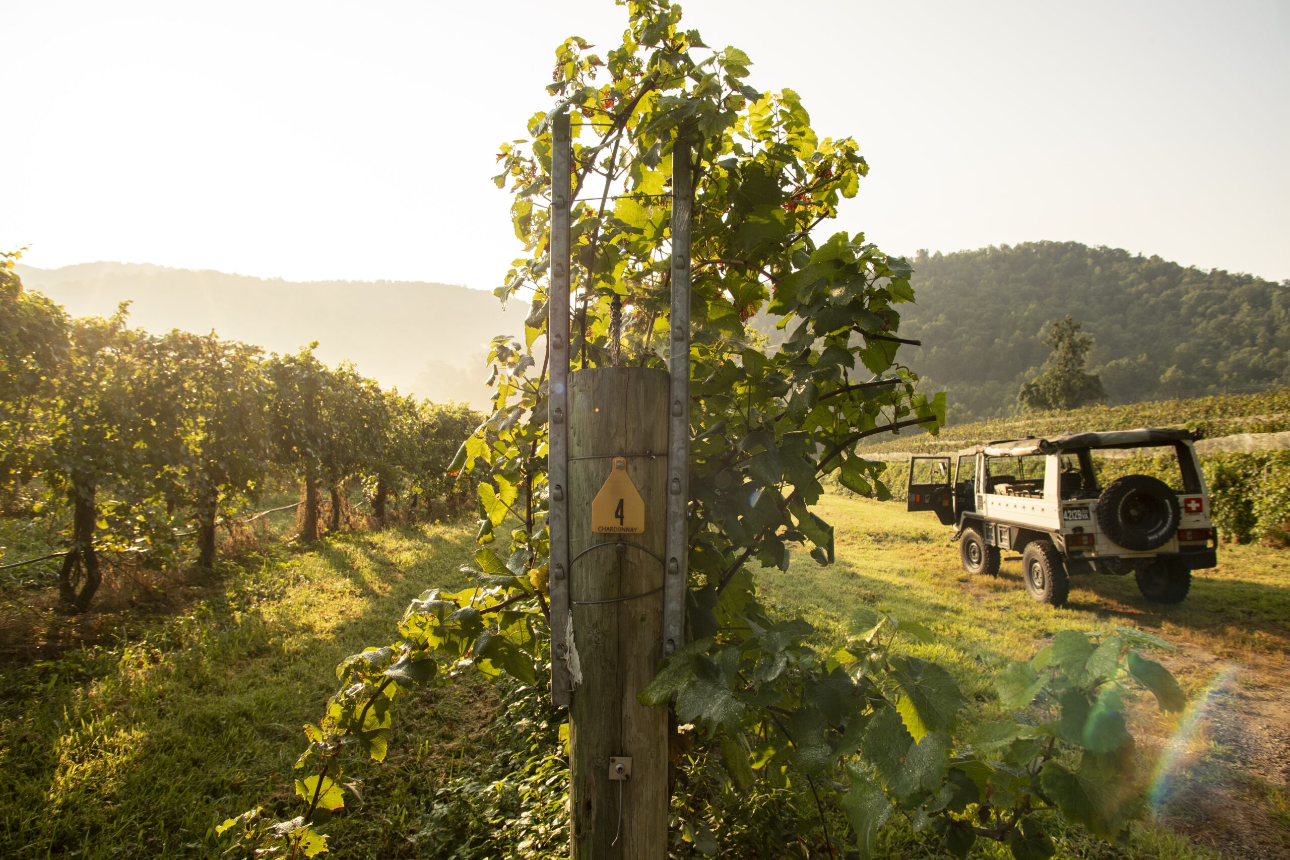 Chardonnay: Lush & Eclectic - Virginia Wine Blog