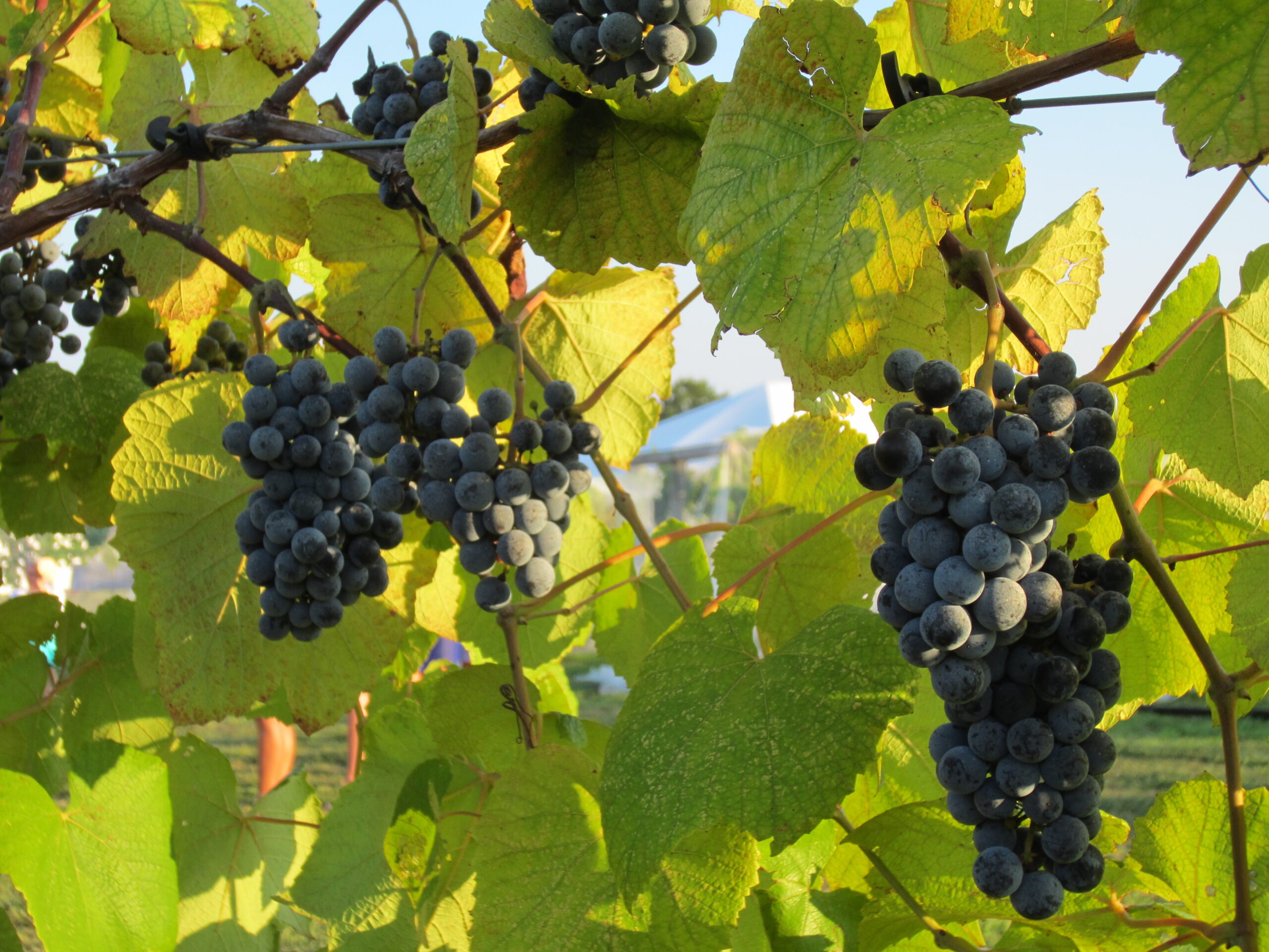 Norton: Virginia Native - Virginia Wine Blog
