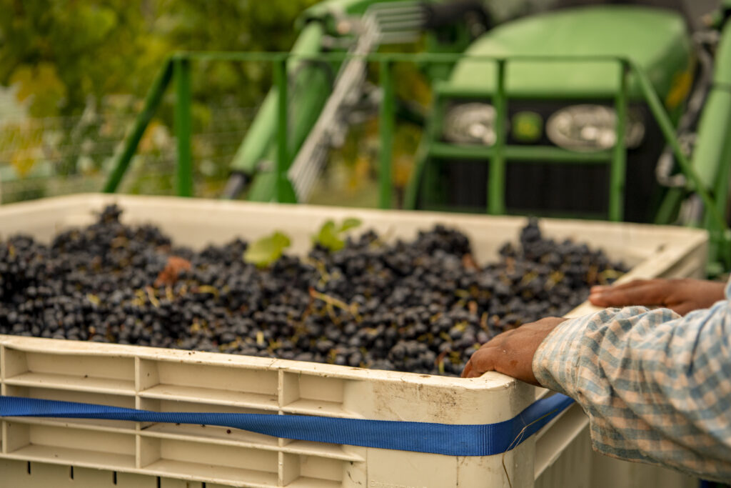 Wine Simplified: Virginia’s Varieties