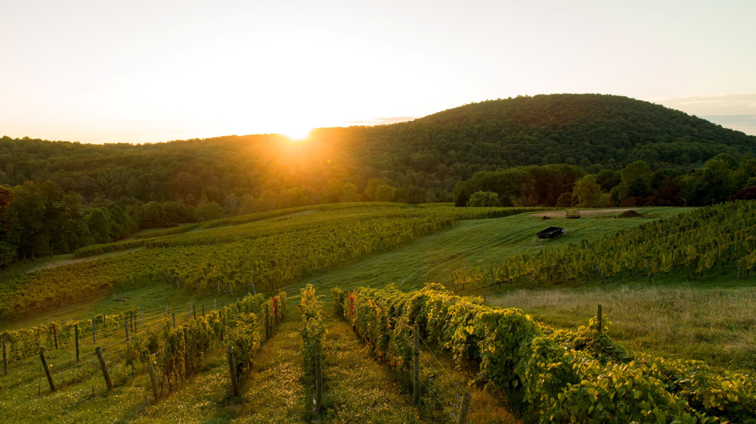 Virginia Wine in America’s 250th Year - Virginia Wine Blog